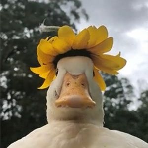 Meet your Posher, Mawada